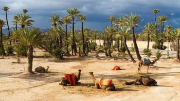 Découvrir la Palmeraie de Marrakech