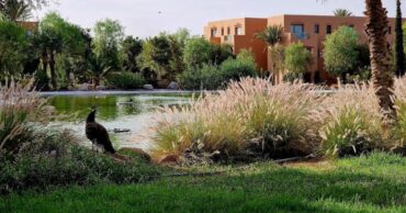 février tout compris à Marrakech Palmeraie Dar Atlas