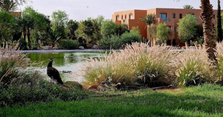 février tout compris à Marrakech Palmeraie Dar Atlas