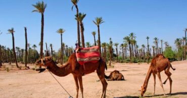 photographie de voyage Dar Atlas Palmeraie en hiver
