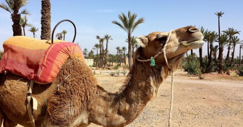 que faire dans la palmeraie de marrakech