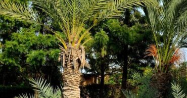 printemps marrakech palmeraie