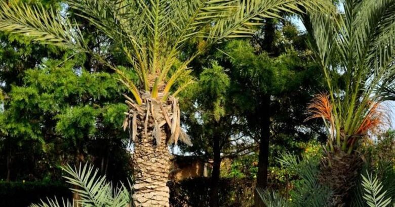 printemps marrakech palmeraie